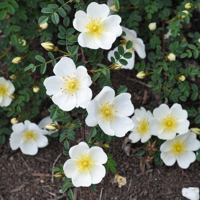 Dunwich Rose