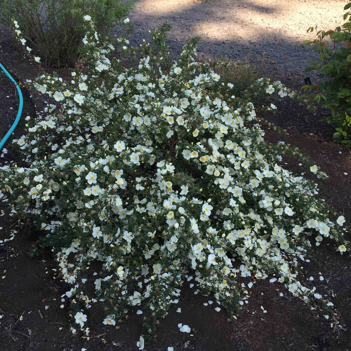 Dunwich Rose