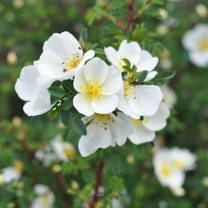 Dunwich Rose