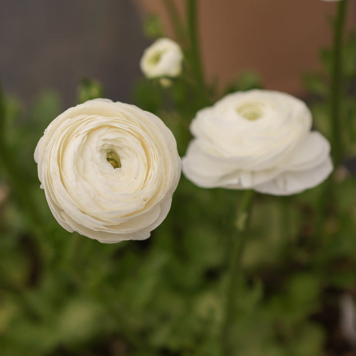 Elegance Bianco