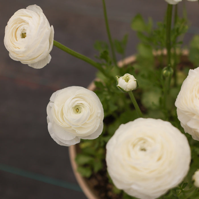 Elegance Bianco