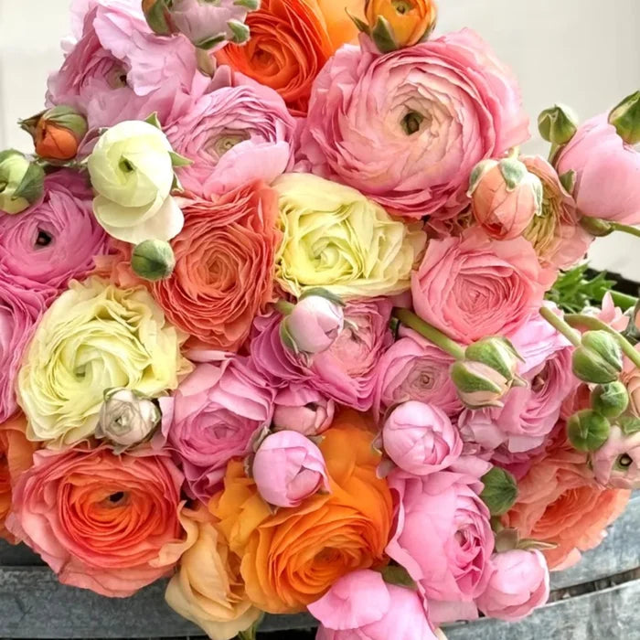 Elegance Pastello La Dolce Vita Mix