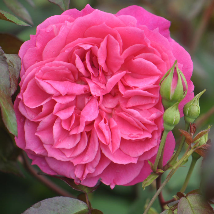 Flamenco Rosita