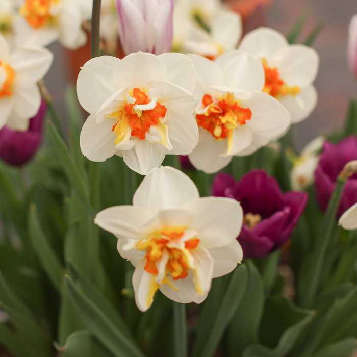 Flower Drift
