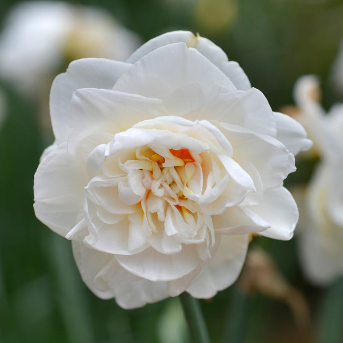 Flower Drift