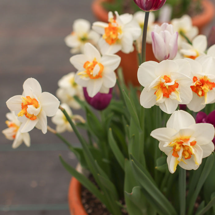 Flower Drift