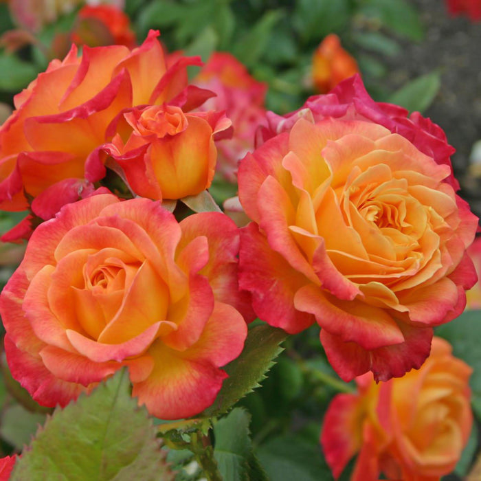 Garden Delight™