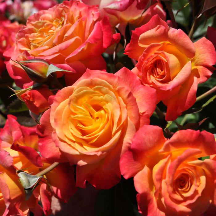 Garden Delight™