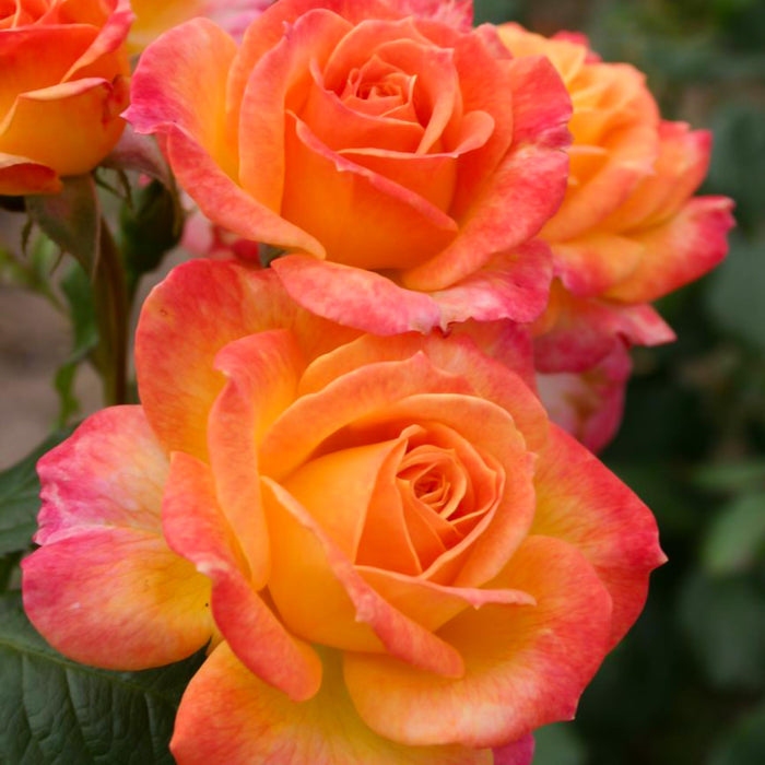 Garden Delight™