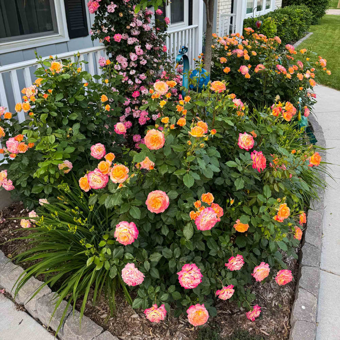 Garden Delight™