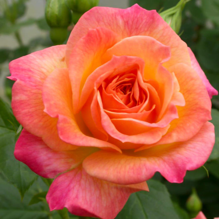 Garden Delight™