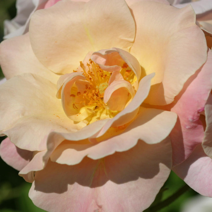 Golden Blush