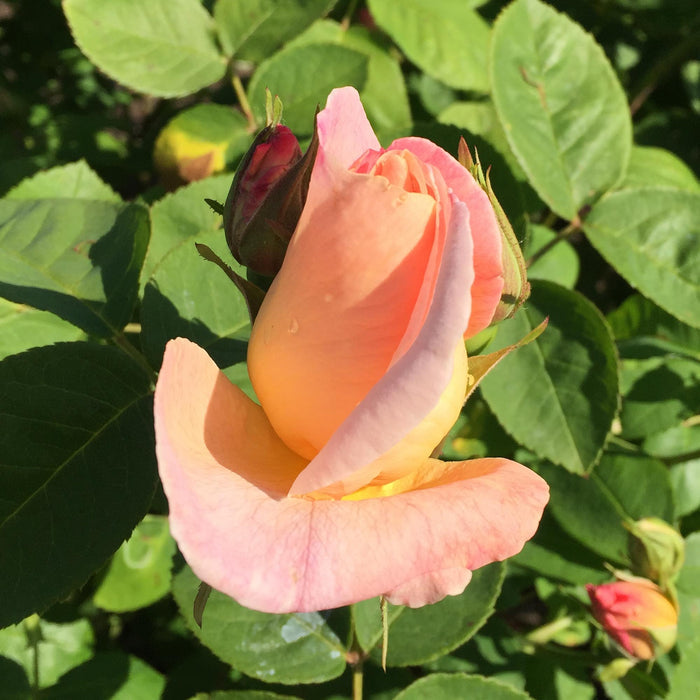 Golden Blush