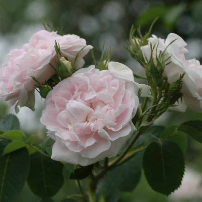 Great Maiden's Blush