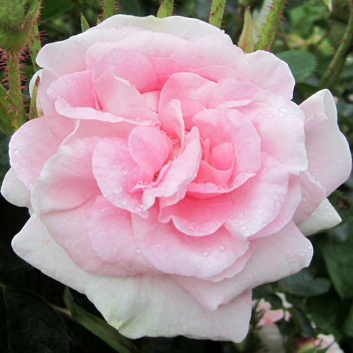 Great Maiden's Blush