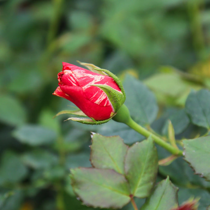 Grimaldi™