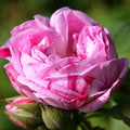 Honorine de Brabant