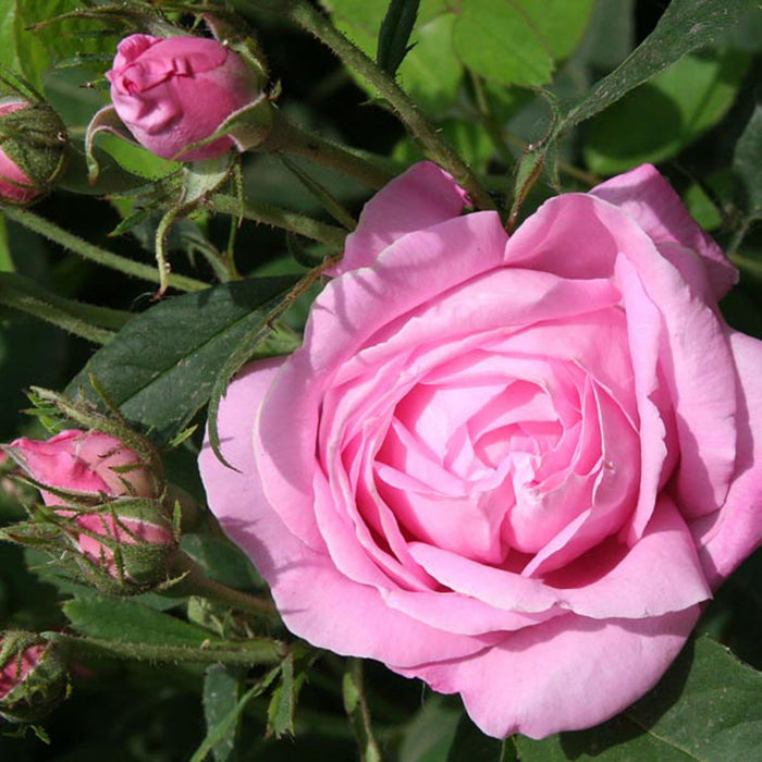 Honorine de Brabant