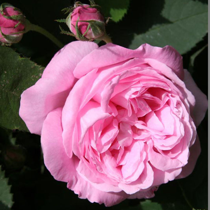 Honorine de Brabant