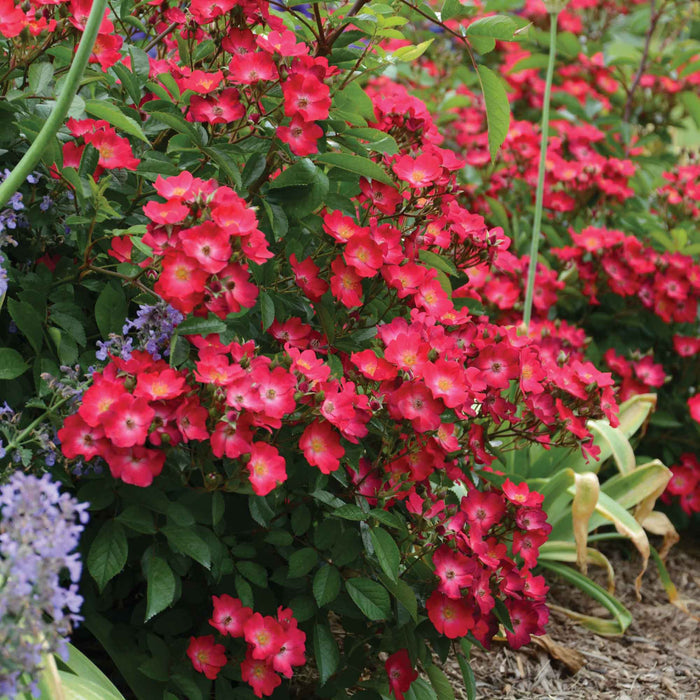 Hydrangealicious®