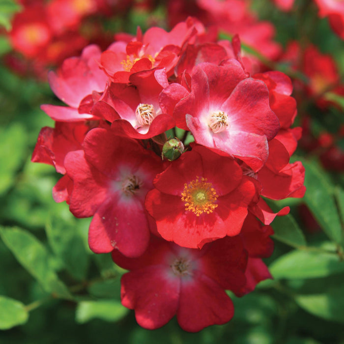 Hydrangealicious®