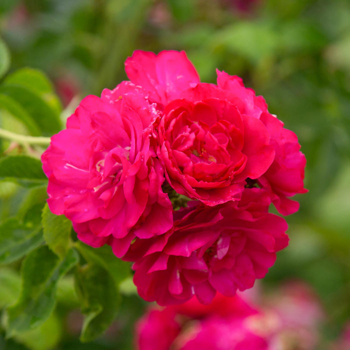 John Cabot