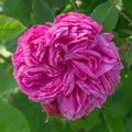La Reine