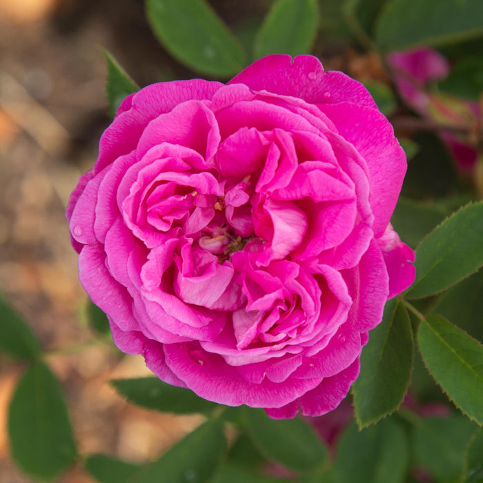 La Reine
