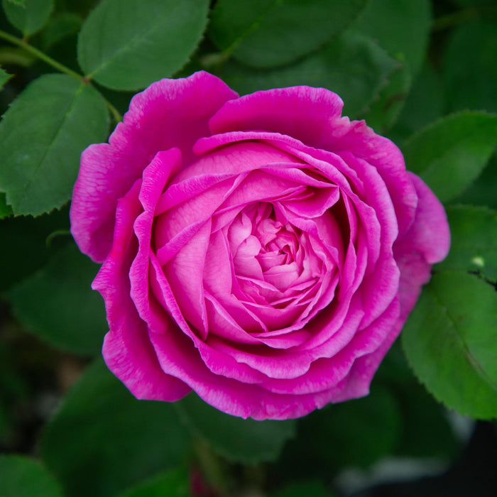 La Reine