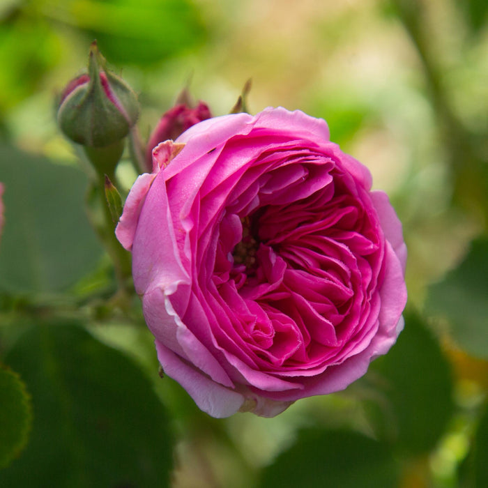 La Reine