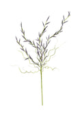 Lavender Bud Stem