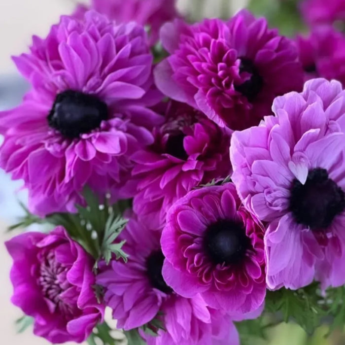 Levante Fuchsia