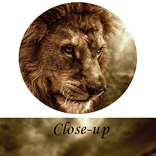 Lion Wall Art Canvas Painting Framed and Ready to Hang 4 Panels - EK CHIC HOME