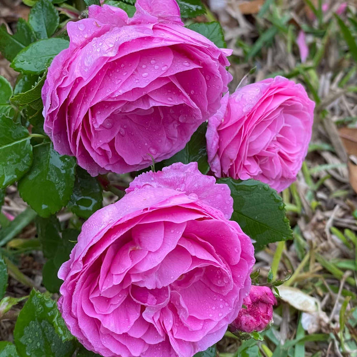 Louise Odier