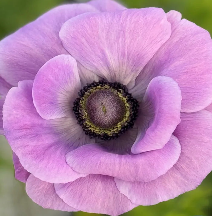 Mistral Milka