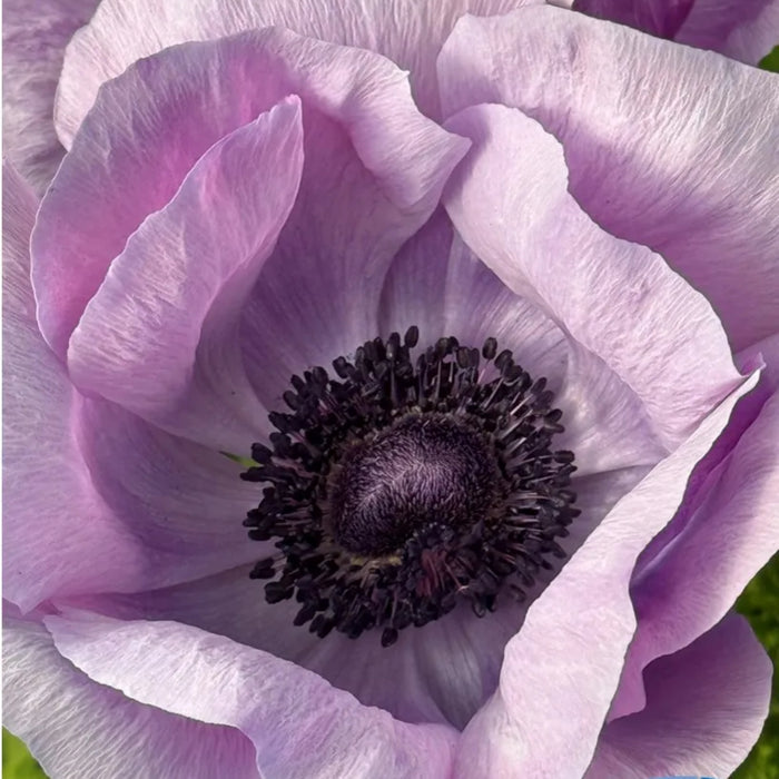 Mistral Milka