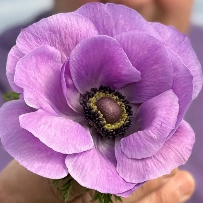 Mistral Milka