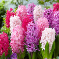 Mix The Pinks