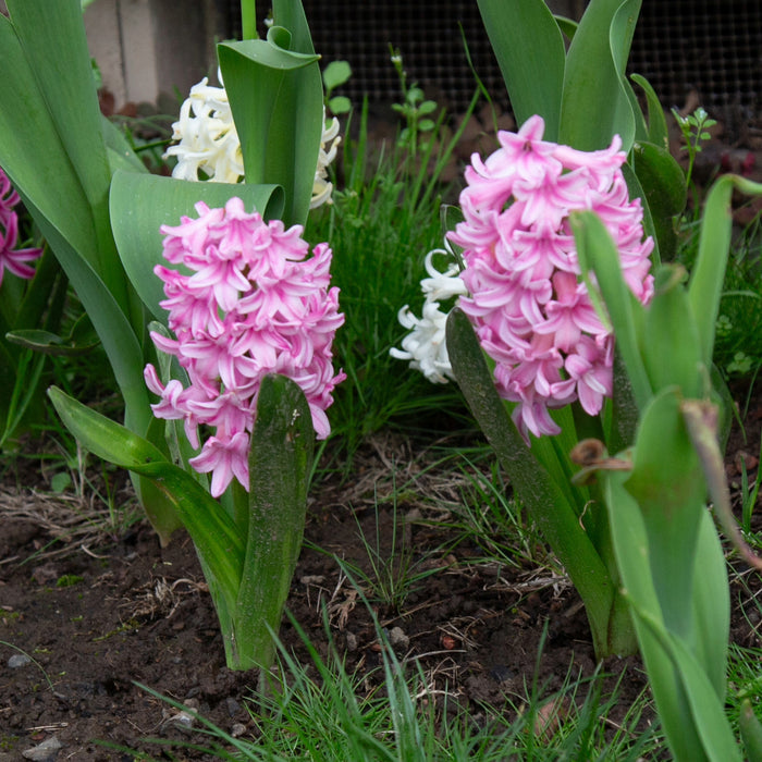 Mix The Pinks