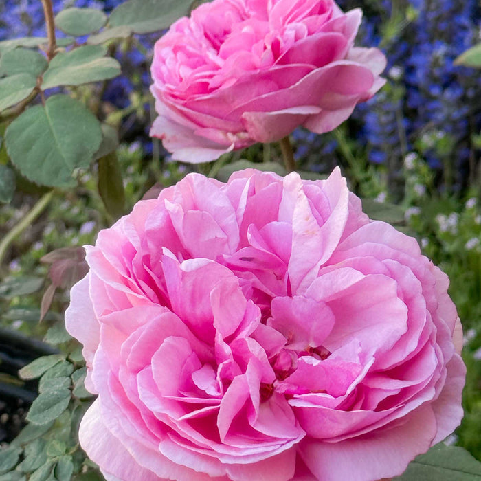 Mme Ernest Calvat