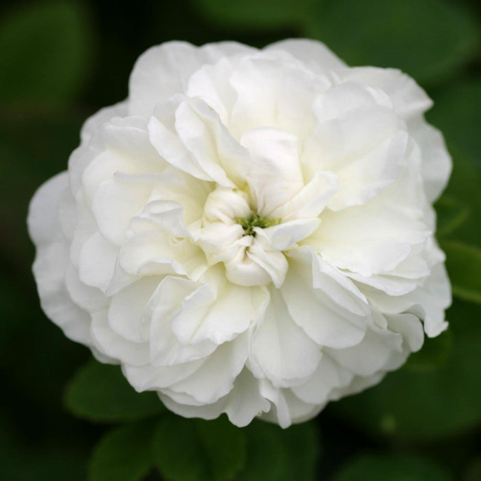 Mme Plantier