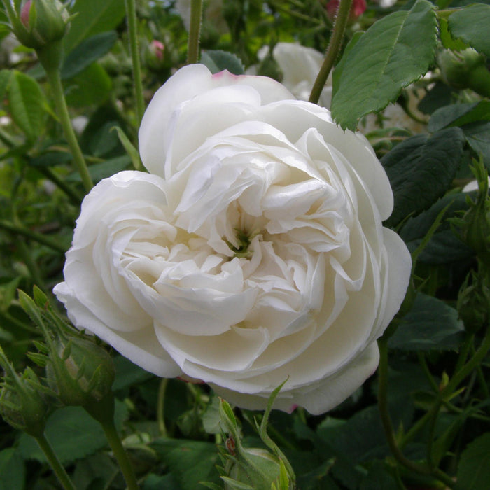 Mme Plantier