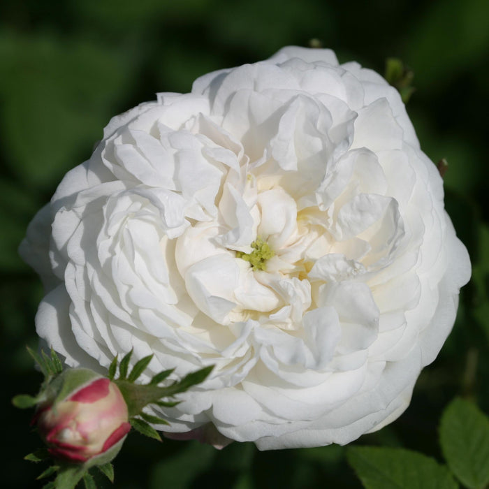 Mme Plantier