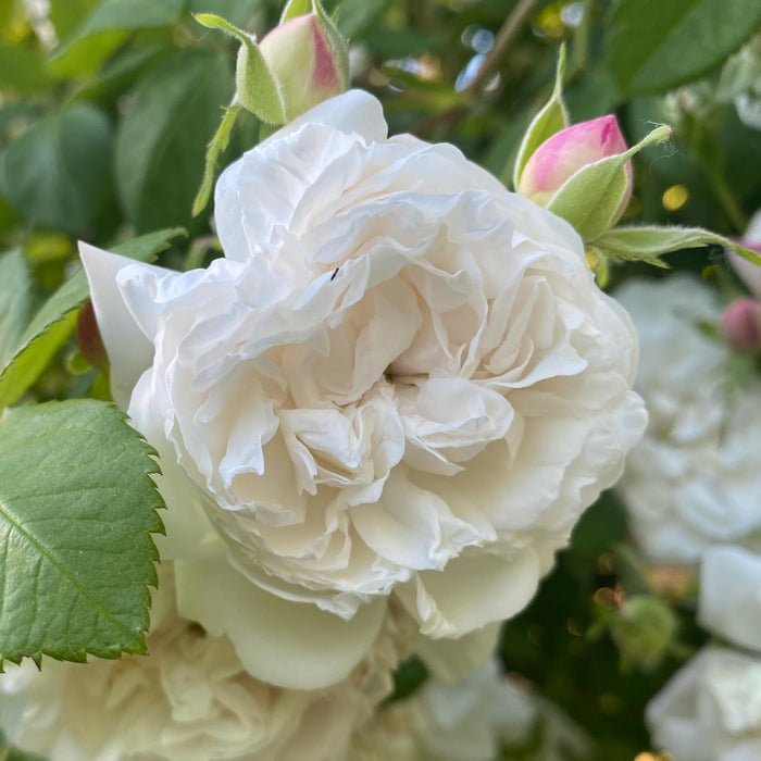 Mme Plantier