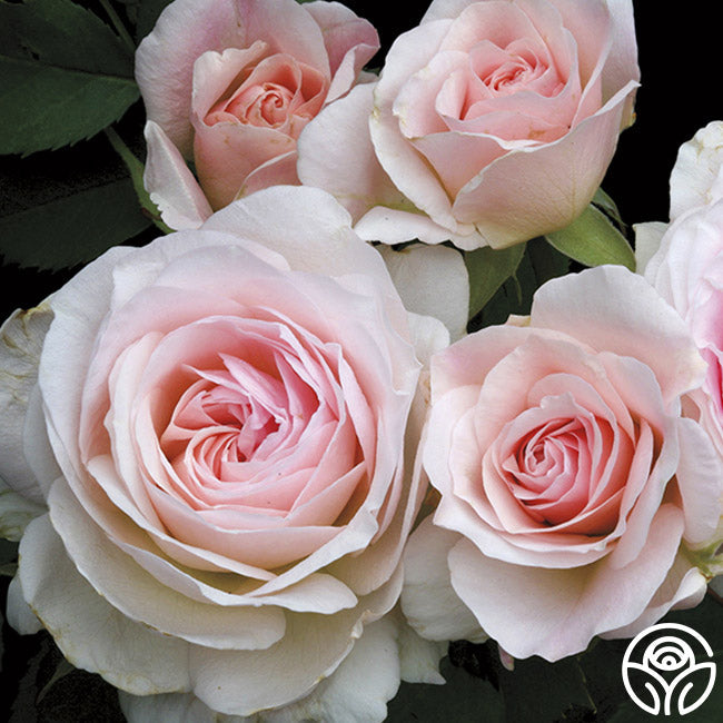 Morden Blush
