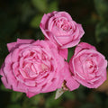 Old Blush