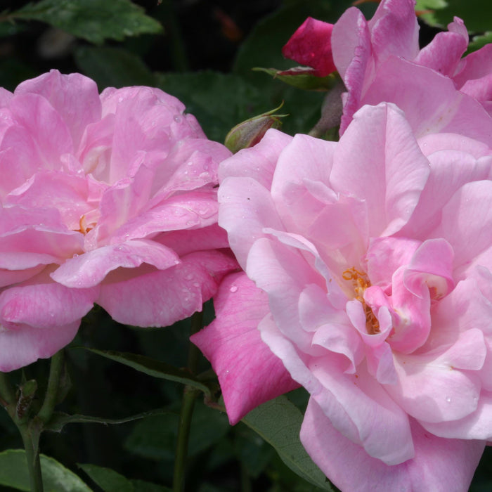 Old Blush