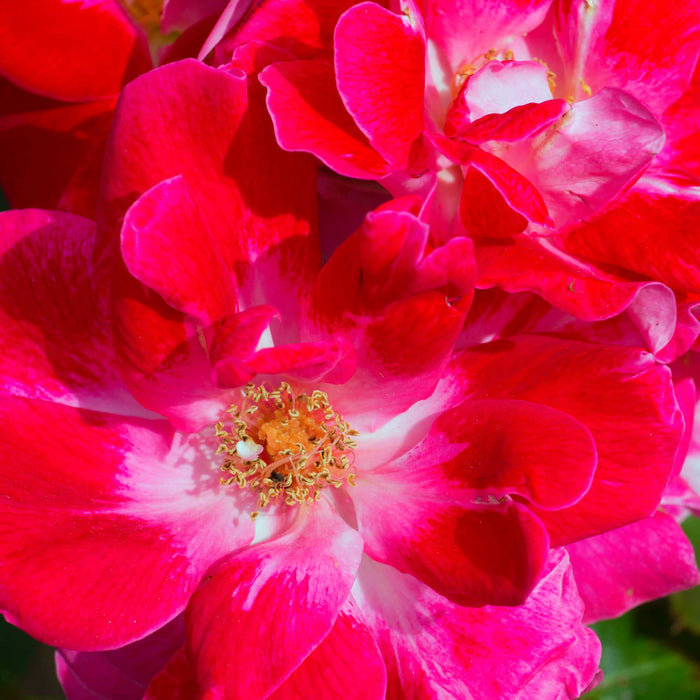Old Master