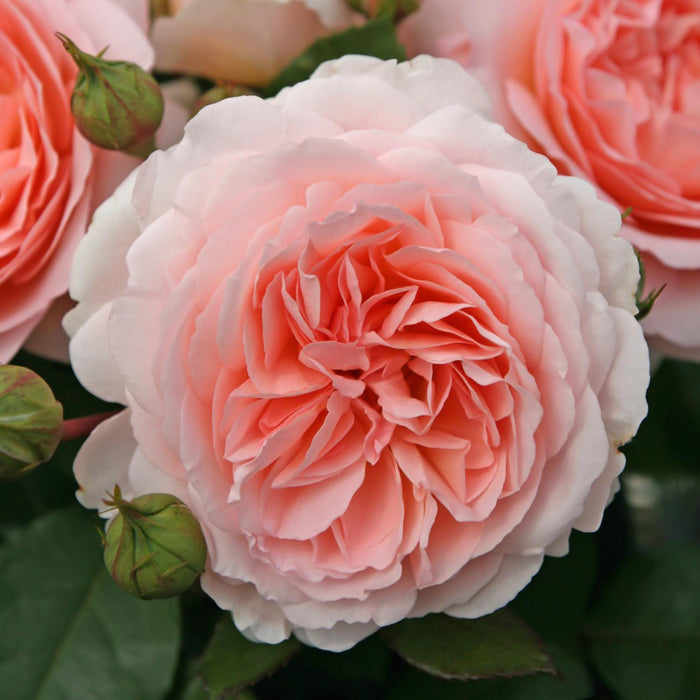 Parfuma® Bliss