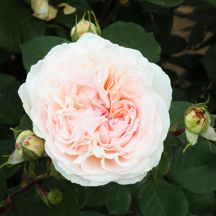 Parfuma® Bliss